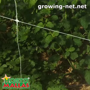 trellis net providing support in cropfield