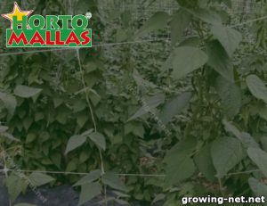Plant with hardware net