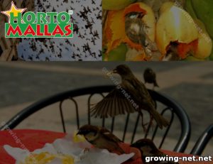 Birds eating