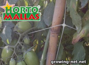 Growing net