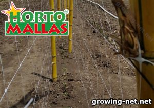 espalier mesh and bamboo stake