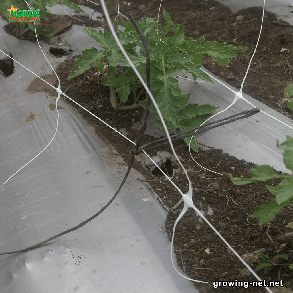 Trellis netting and raffia