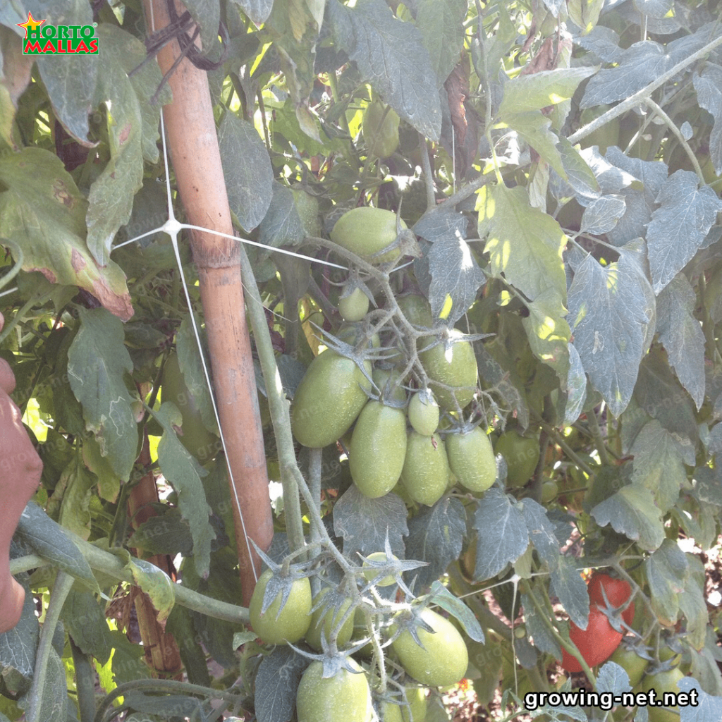 Tomato support net and wooden stake