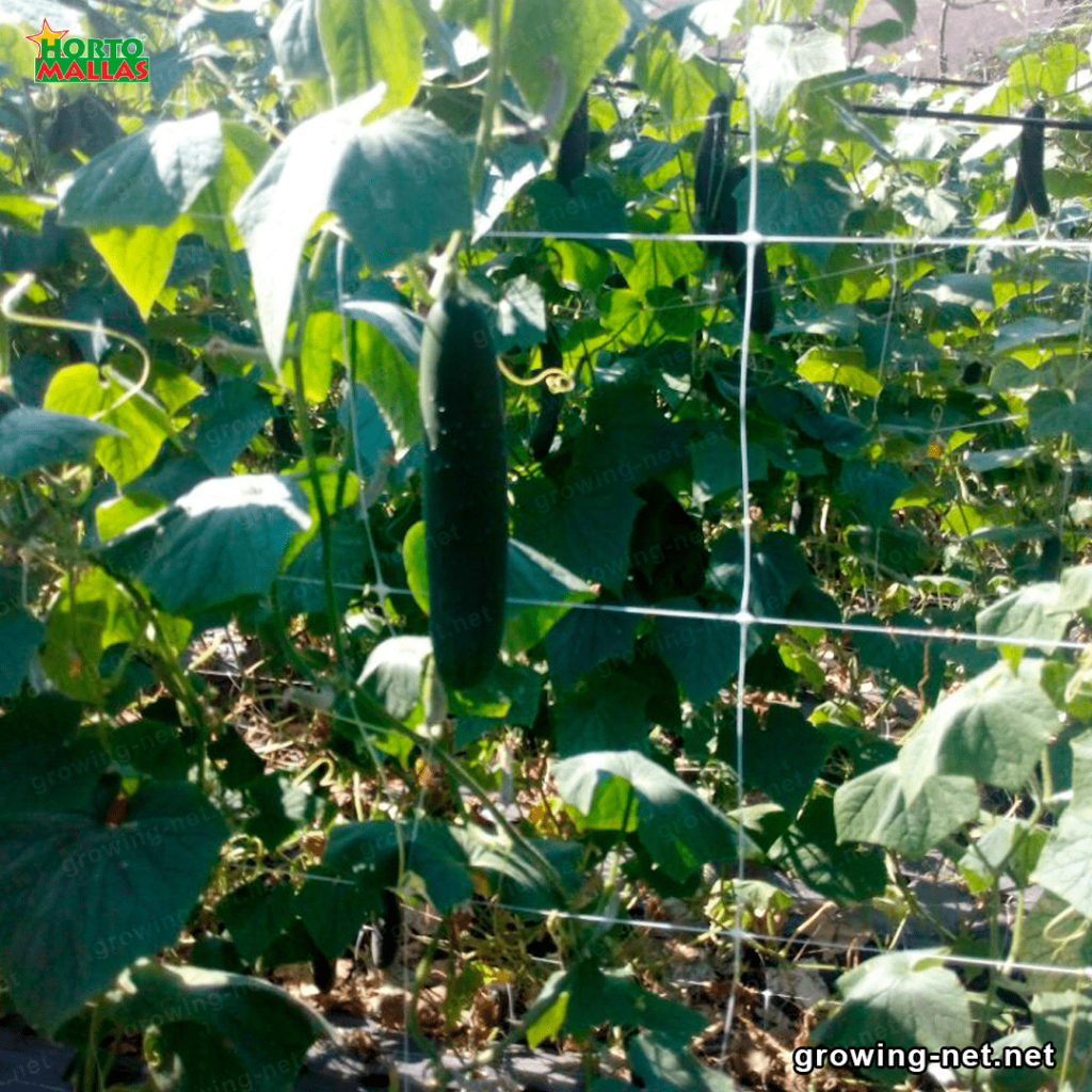 Cucumber netting bring support to your cucumber crops