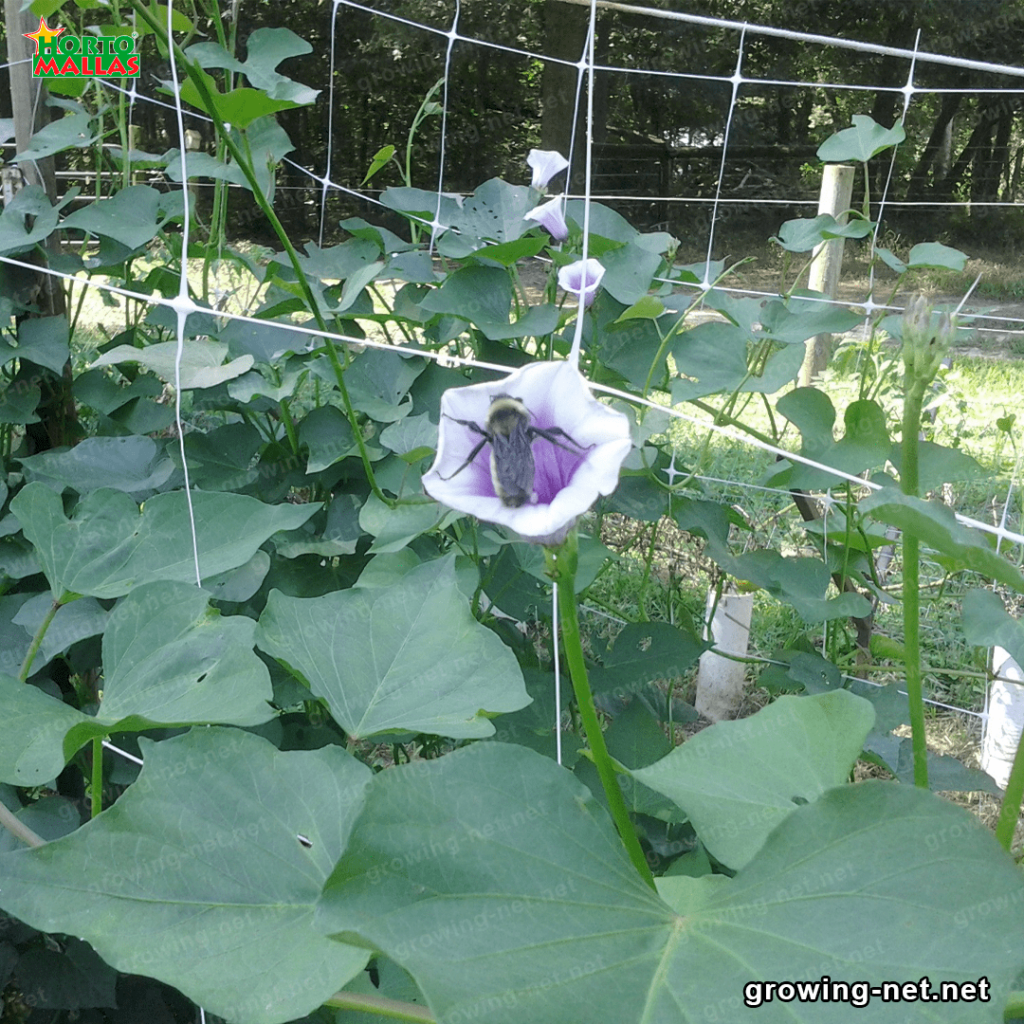 Vegetable netting installed in a field