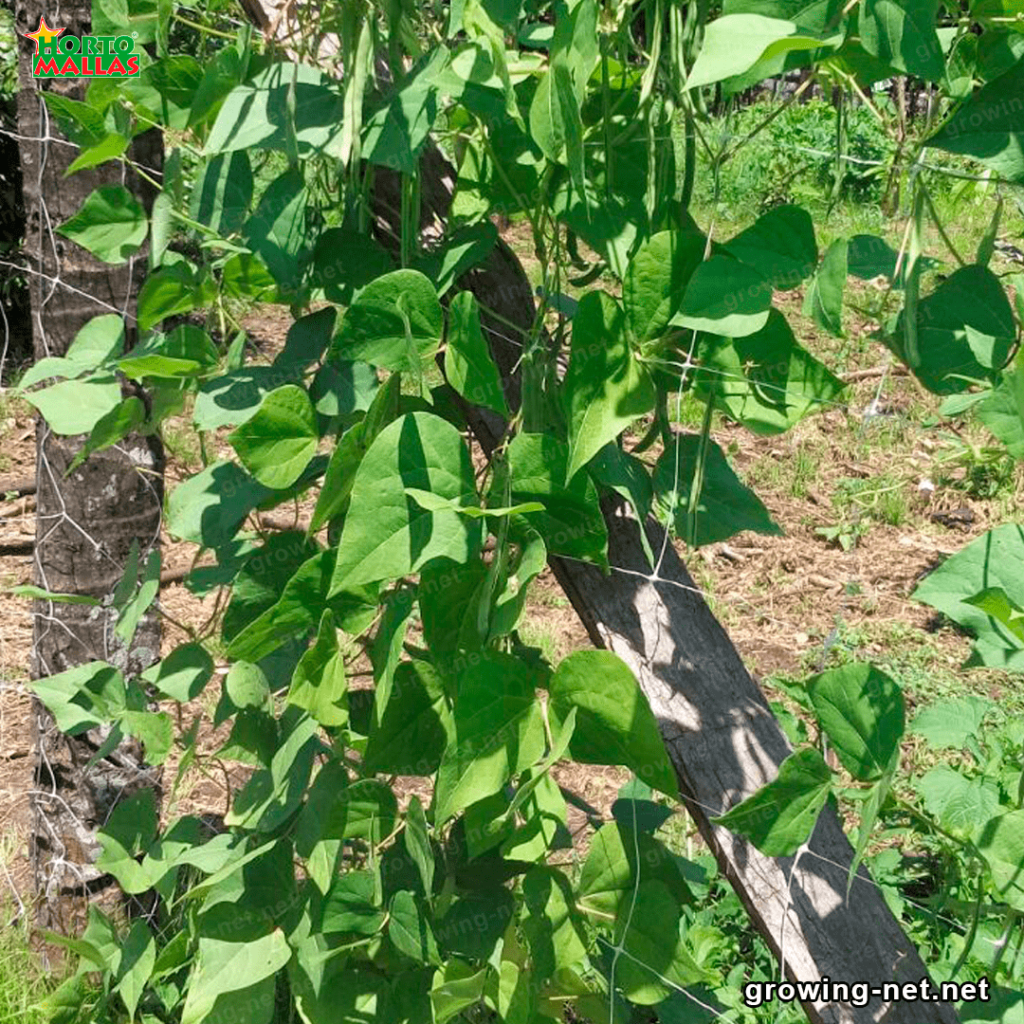 crop netting in vegetable crops