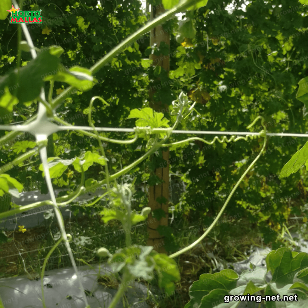 Support netting with wooden stakes