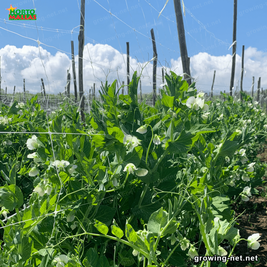 crop field with trellis netting