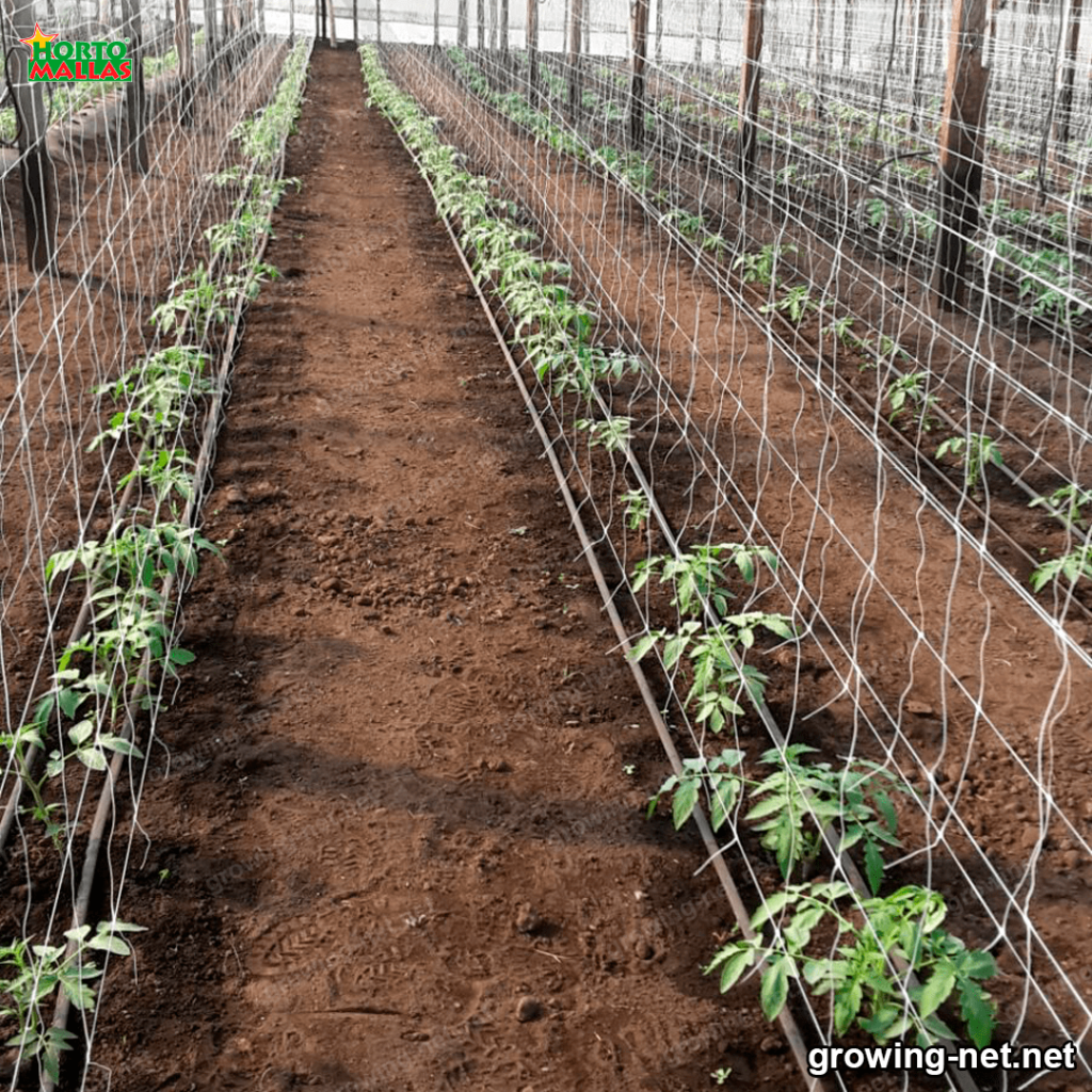 vegetable production