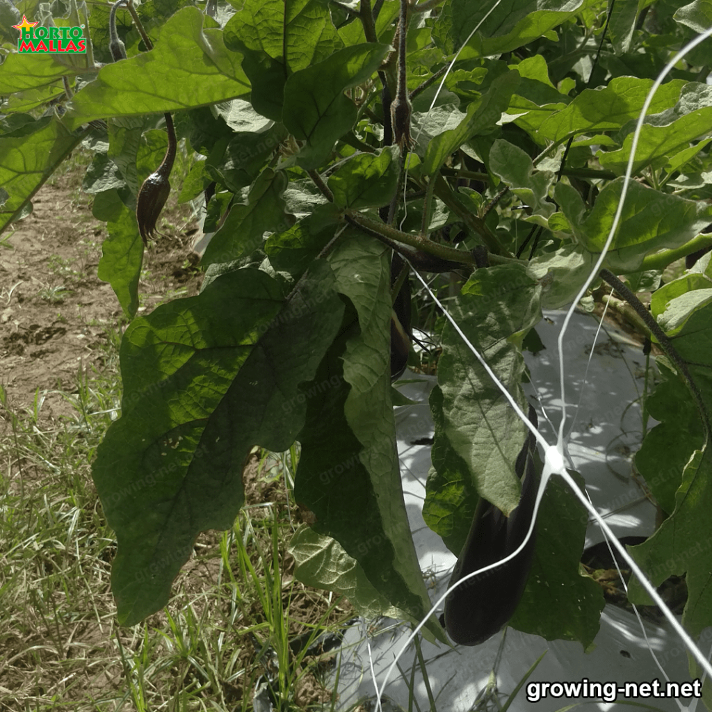 eggplant trellised by trellis netting