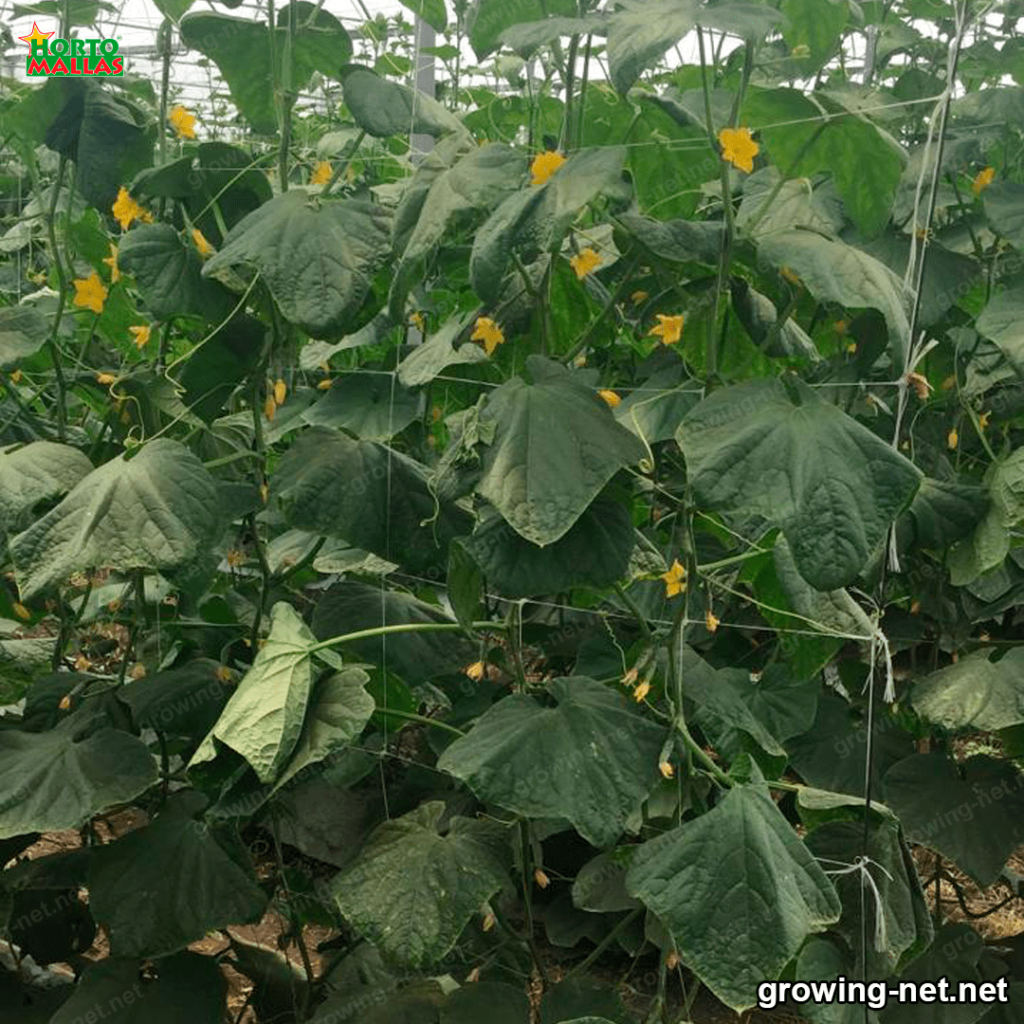 vegetables production in a greenhouse