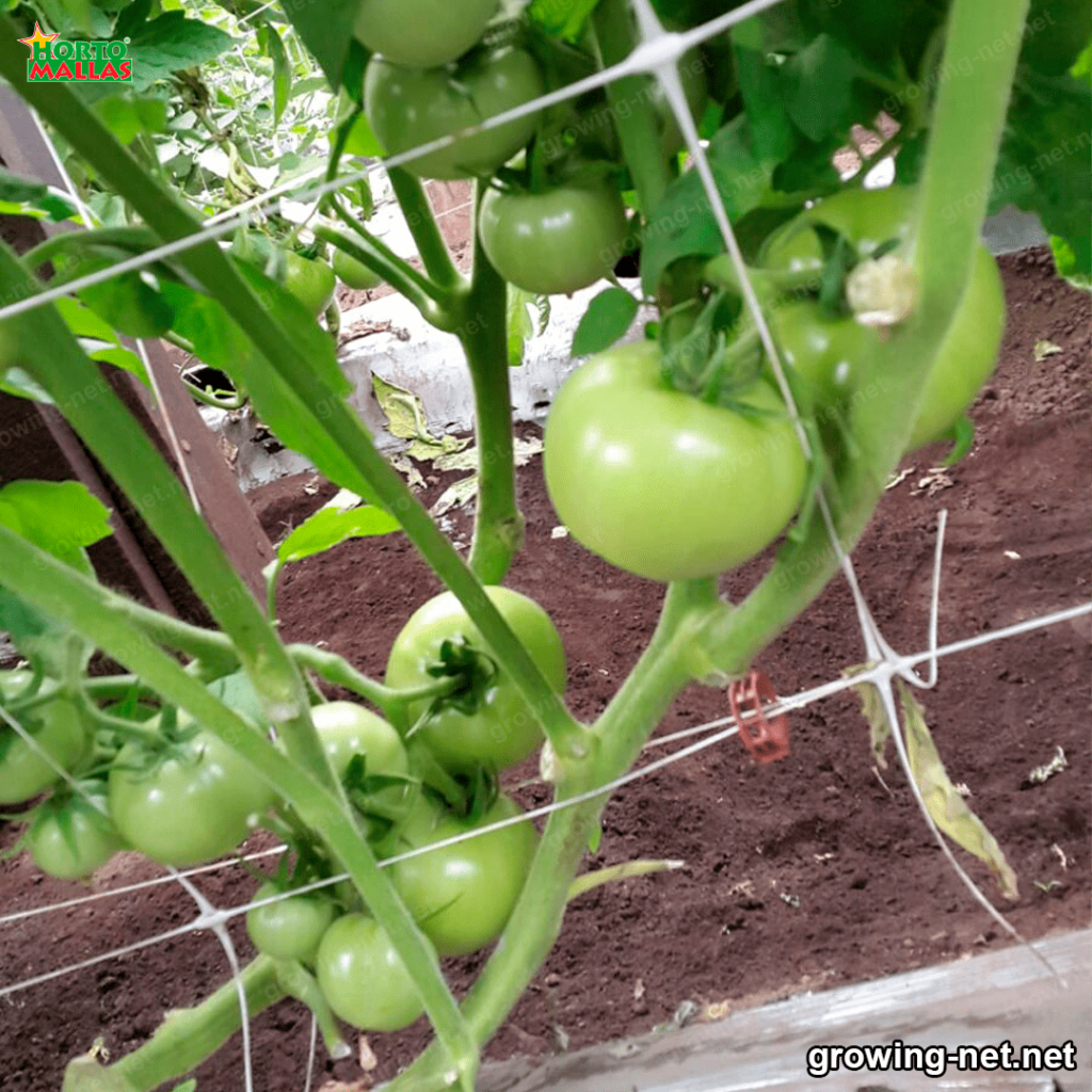 tomatoes cultivation in a greenhouse