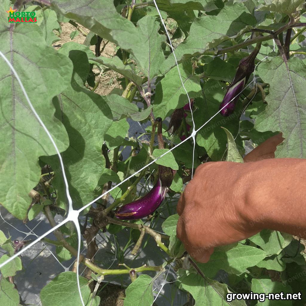 trellis netting in eggplant cultivation