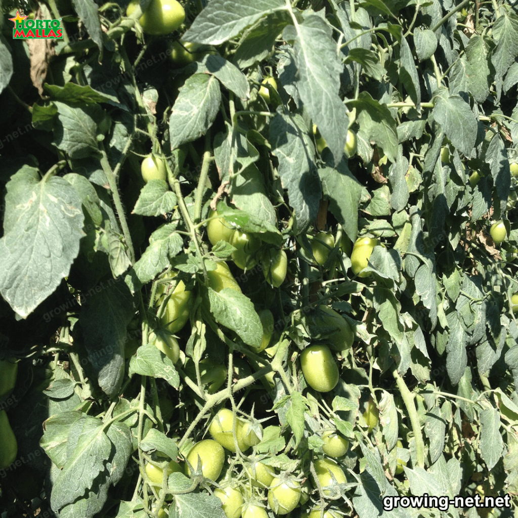 green tomatoes trellised by support mesh